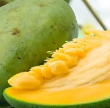 A split African mango fruit showing yellow flesh, a stock photo from the brand's image set