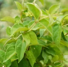 Fresh green leaves on a living plant, a stock photo from the brand's image set